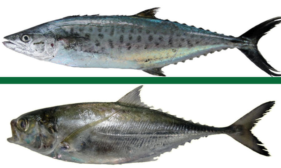 Mackarel-Scad-Torpedo-Scad