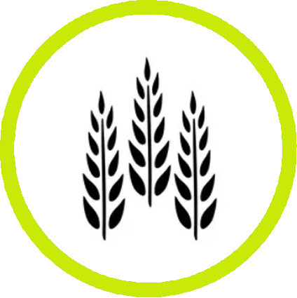 Rice Seed Production
