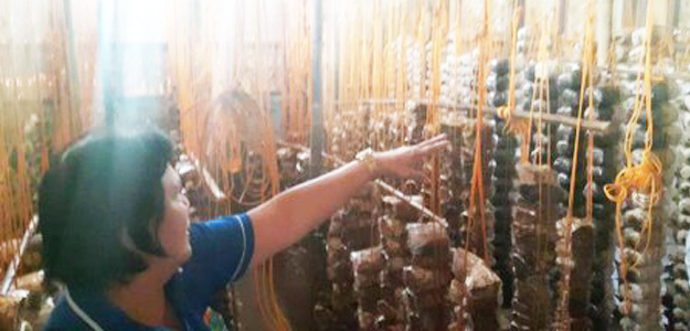 SAAD visits mushroom facility prospect corn warehouse area in Zamboanga del Norte