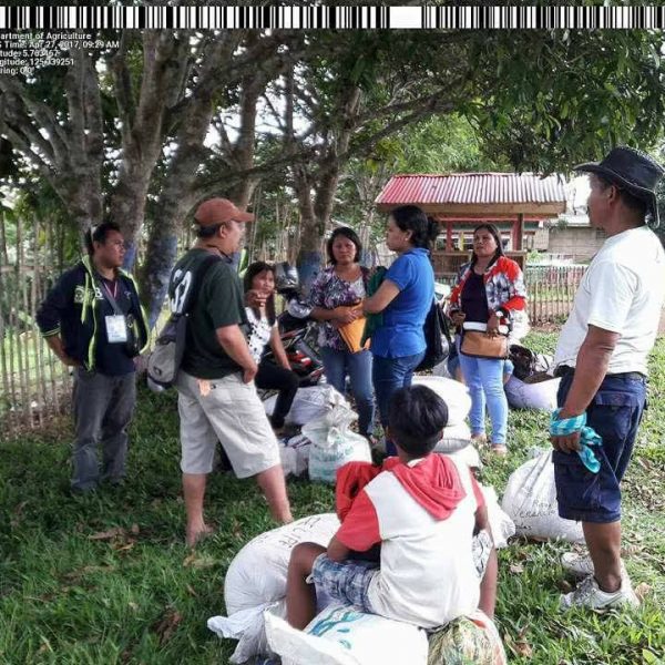 DA-SAAD Sarangani project's upland rice seedlings ready for purchase