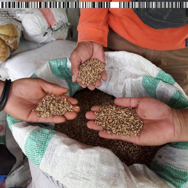 Upland rice seedlings ready for distribution in Sarangani