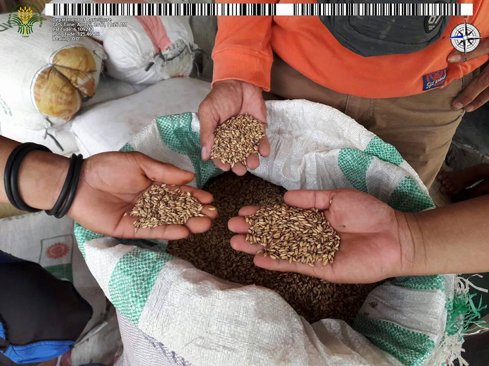 Upland rice seedlings ready for distribution in Sarangani