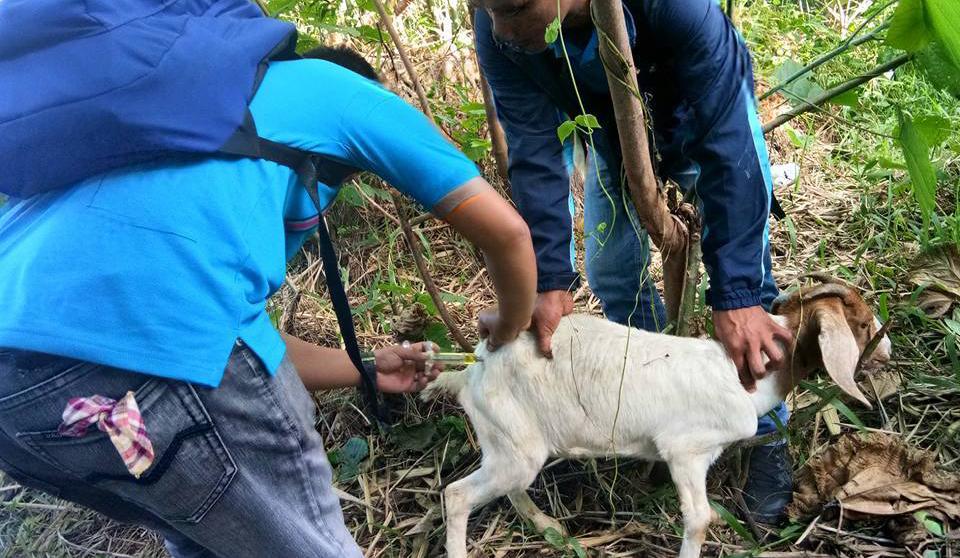 SAAD team in Apayao delivers more than 30 goats to beneficiaries
