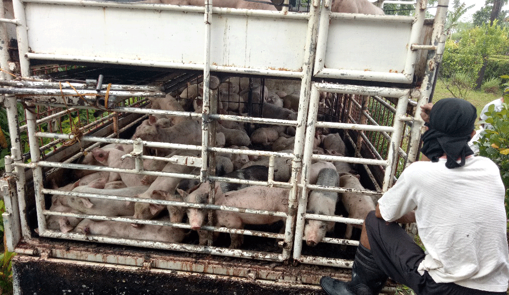 SAAD Program helps swine production continually grow in Northern Samar