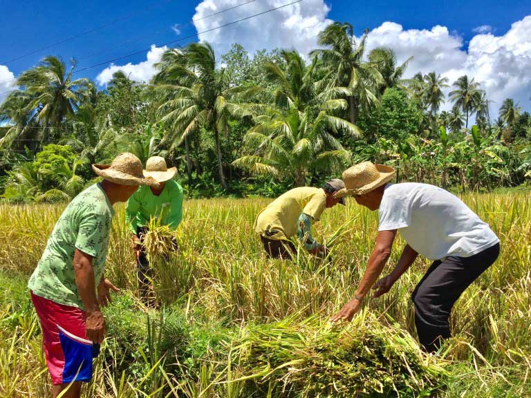 A look into SAAD Eastern Samar’s rice and goat production projects