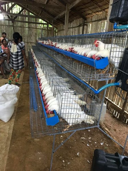Women farmers in ZaNorte receive 1,500 chickens through SAAD