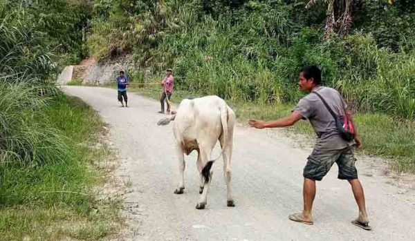SAAD of DA disperses cattle for Apayao farmer-partners