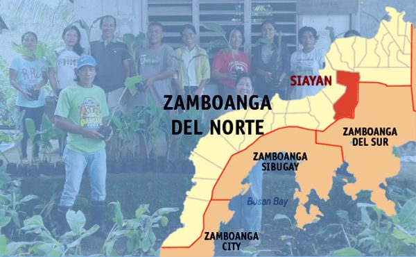 SAAD Zamboanga del Norte farmers expect to harvest 13,500 banana bunches