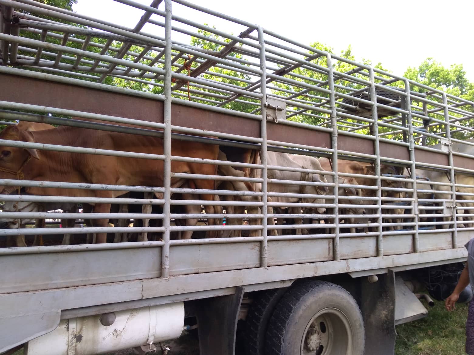 DA-SAAD supports backyard cattle fattening in Pikit, North Cotabato