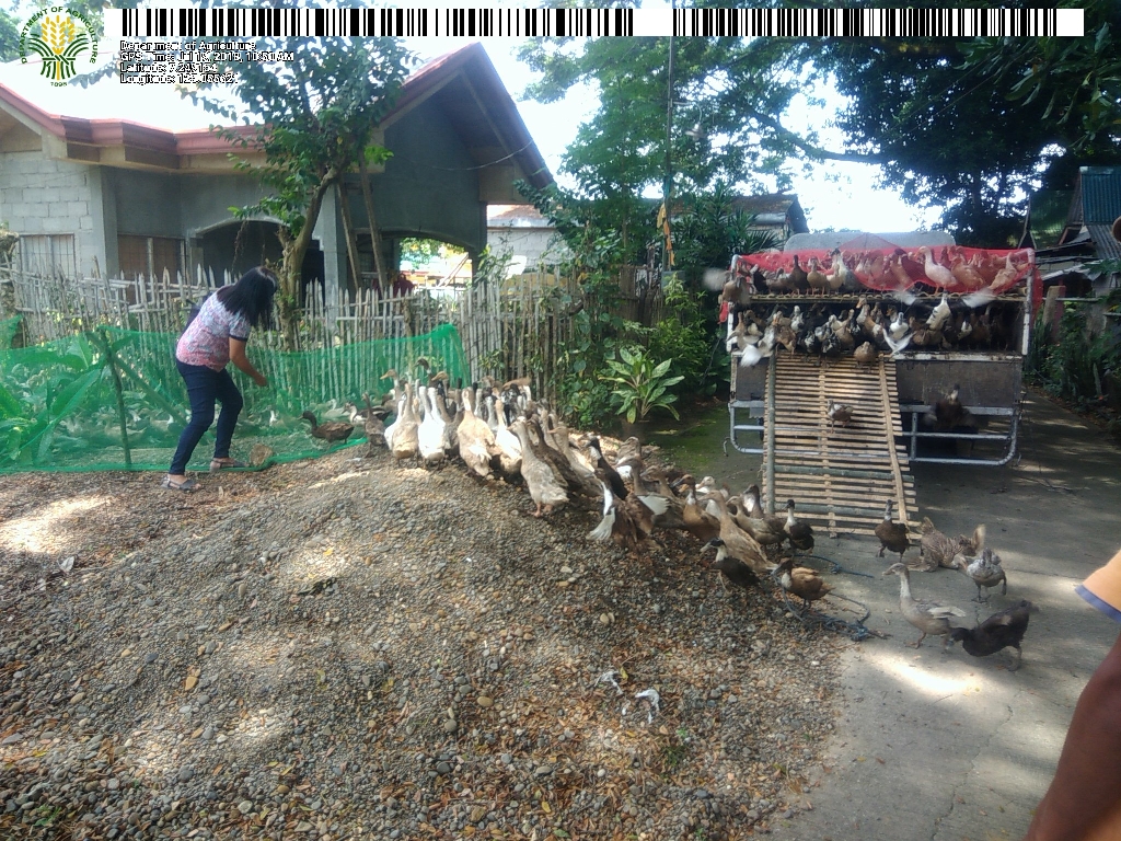 DA-SAAD distributes 2,130 heads of Mallard Ducks in Antipas, North Cotabato