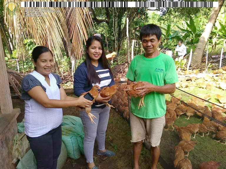 SAAD delivers native chickens and carabaos to North Cotabato farmers