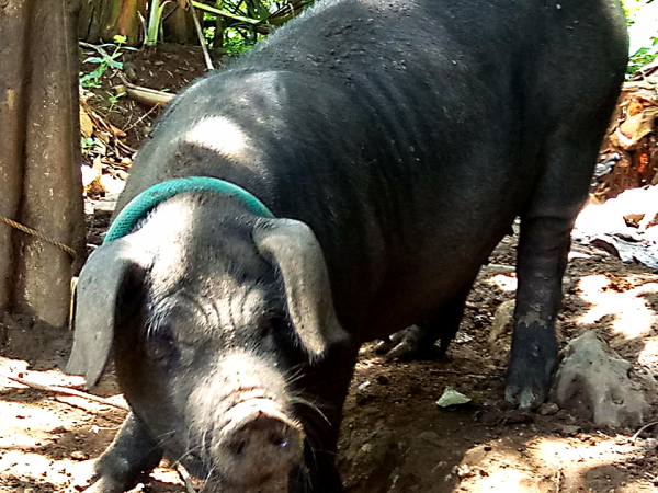 Looking good: upgraded native swine production in Zamboanga del Norte