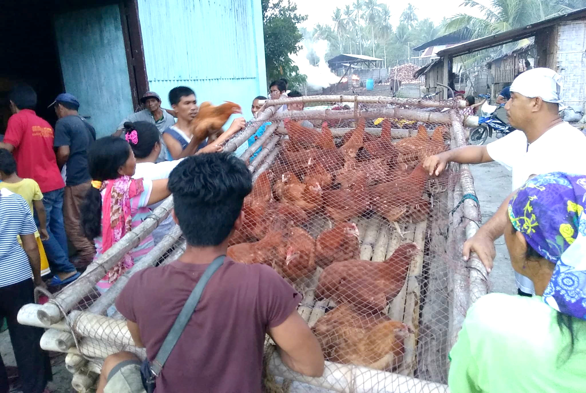 SAAD gives 3,600 free-range chickens to 180 Sarangani farmers