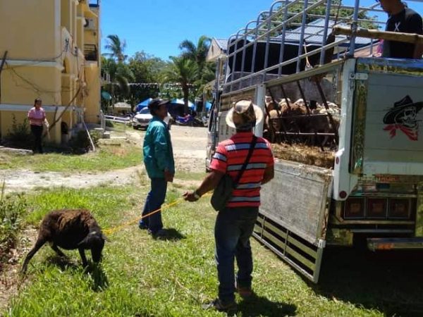 DA-SAAD awards sheep and hand tractors to Apayao farmers
