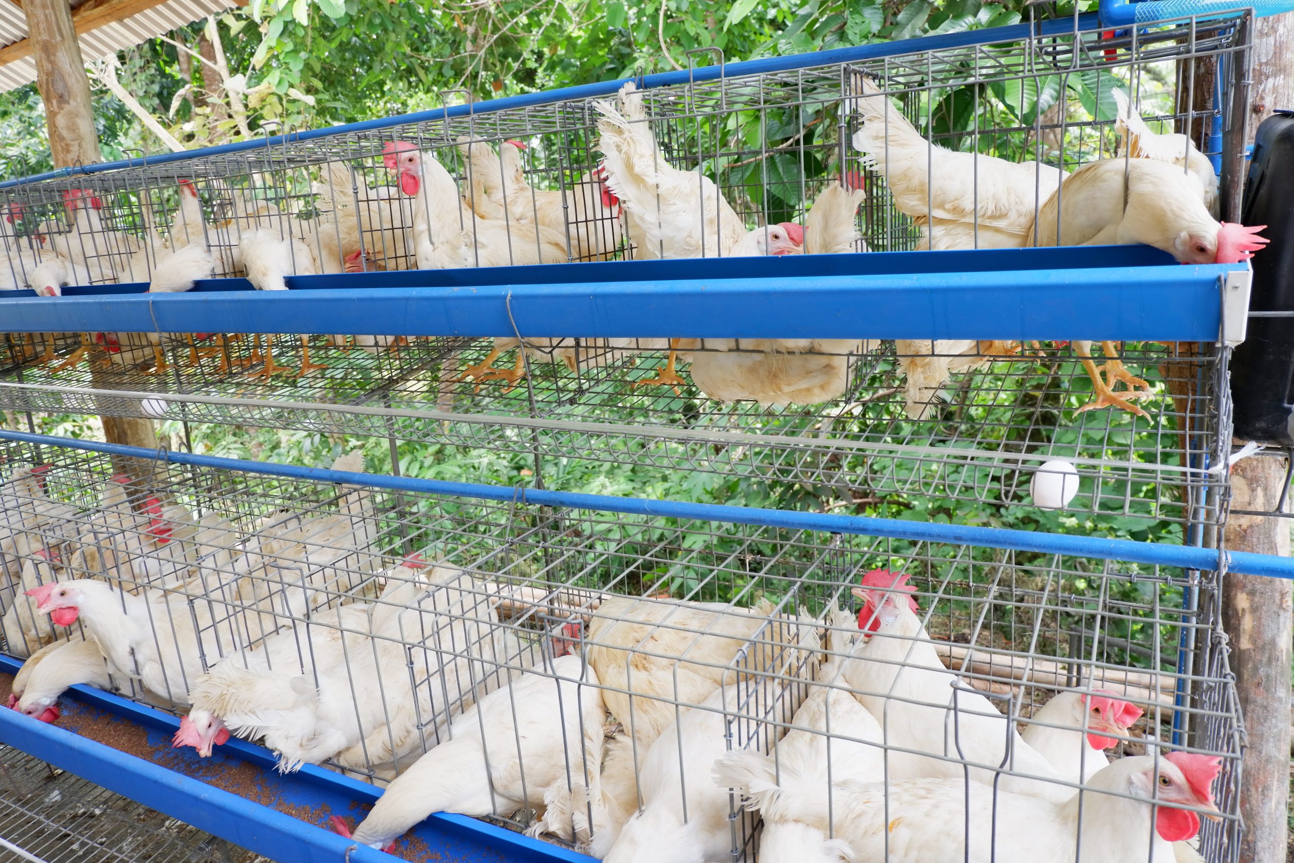 Things to consider in managing an egg-laying machine