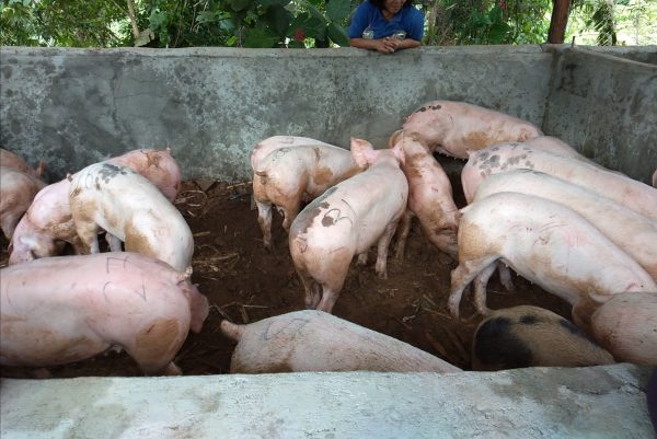 35 Mis Occ farmers receive Php 1.1M worth of livestock