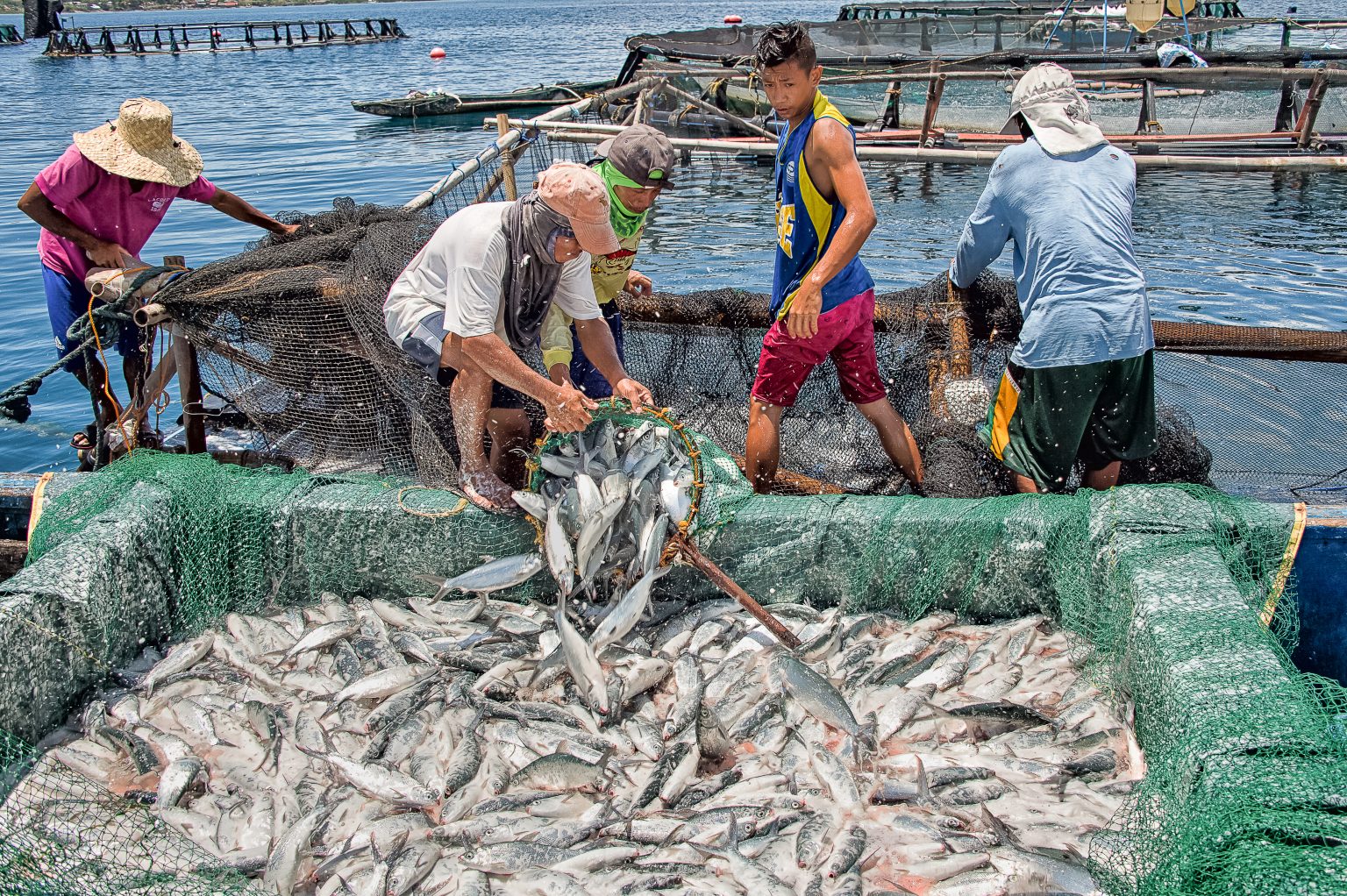 “We have enough fresh fish” — DA Chief