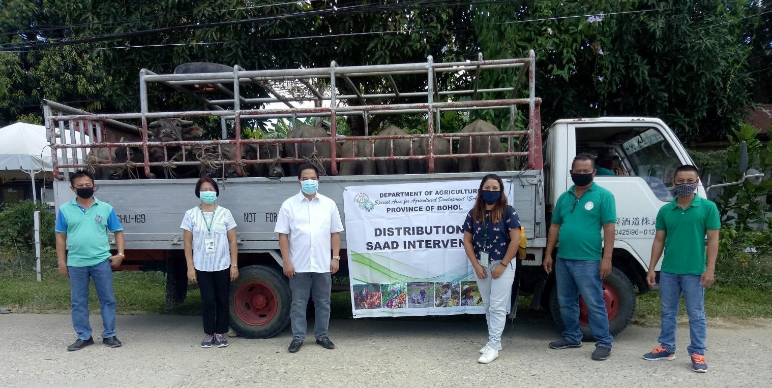 SAAD distributes carabaos to 60 Bohol farmers