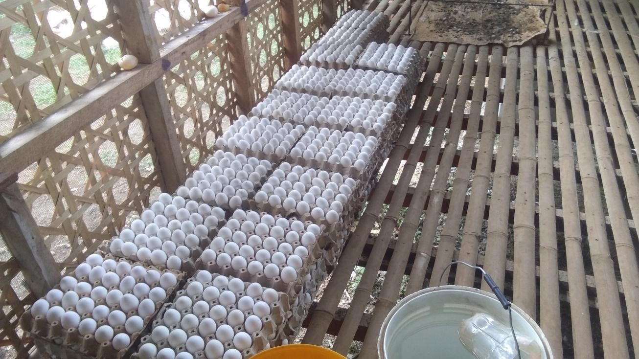 SAAD NorCot farmers’ association supports communities by supplying fresh table eggs