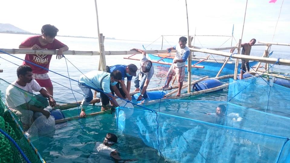 BFAR-SAAD 4B provides 17k bangus fingerlings to Occidental Mindoro fisherfolks