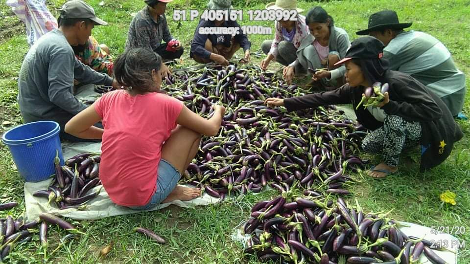 Antique farmer-beneficiaries harvest 444 kgs of eggplant