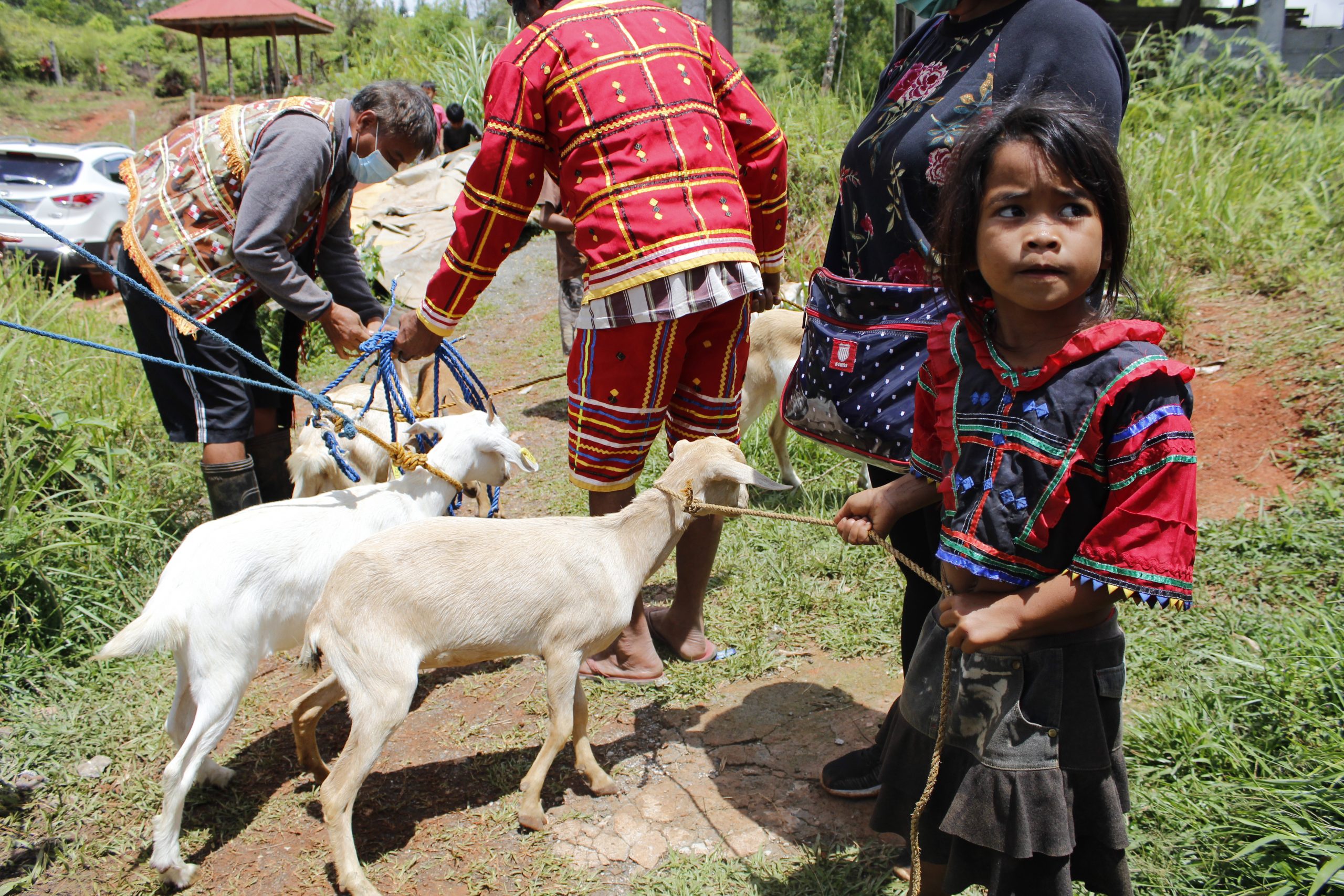 IPs receive livestock from SAAD Bukidnon