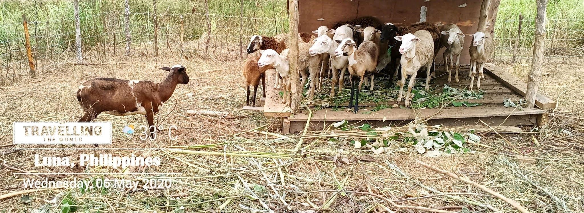 Small ruminants from SAAD produces 17 offspring