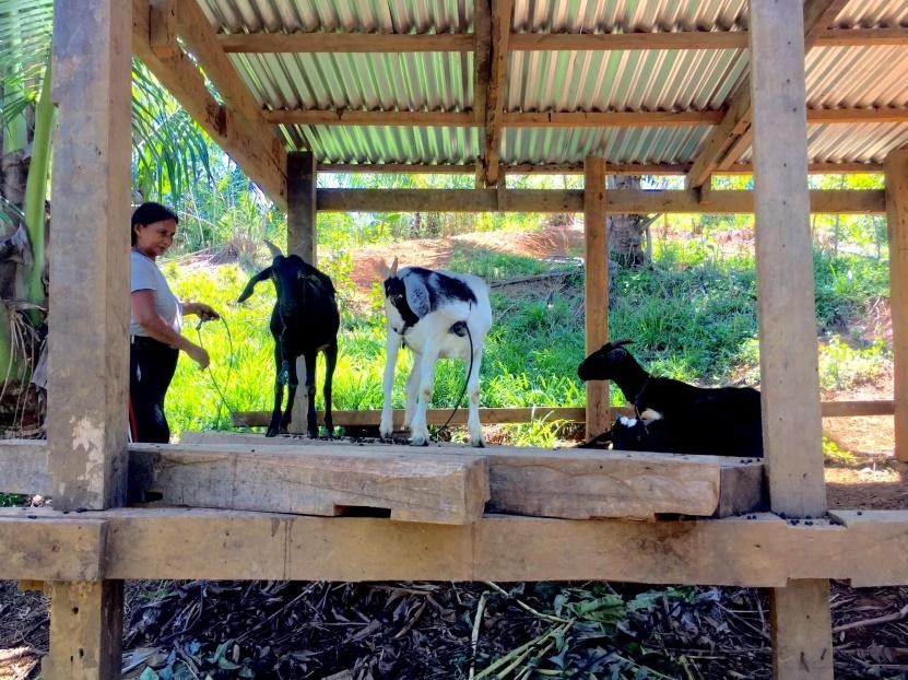 Woman-farmer earn from goat production project in Apayao