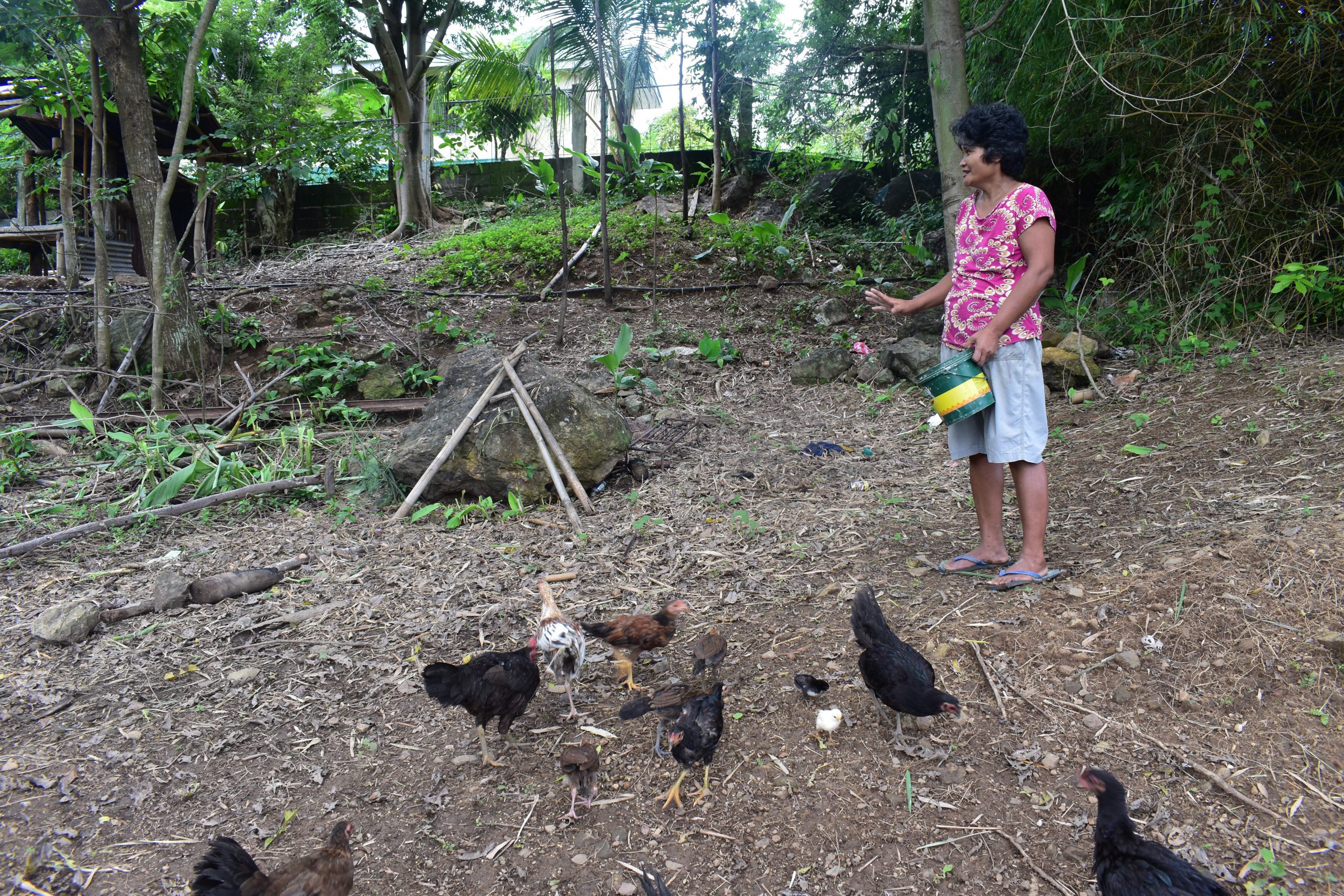 SAAD native chicken project to uplift economic status in San Remigio, Antique