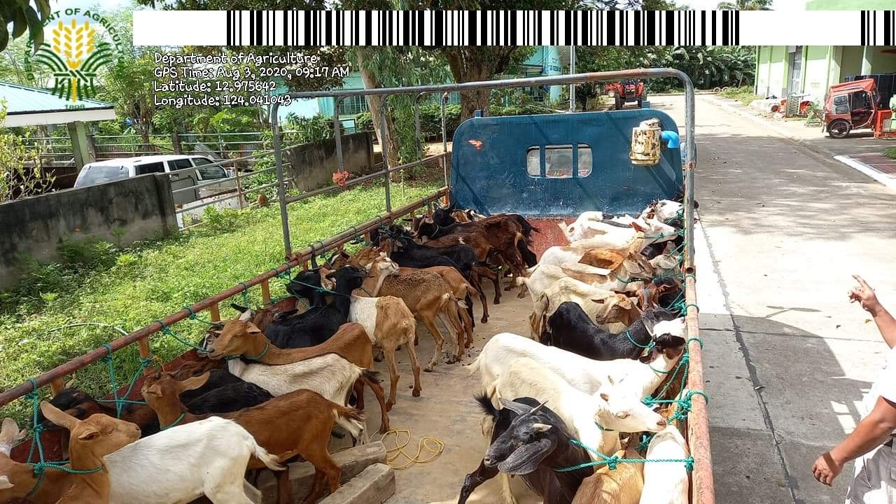 Partial distribution of inputs for Livestock Production Project worth Php 8.2 M benefits 273 SAAD farmers in Bicol
