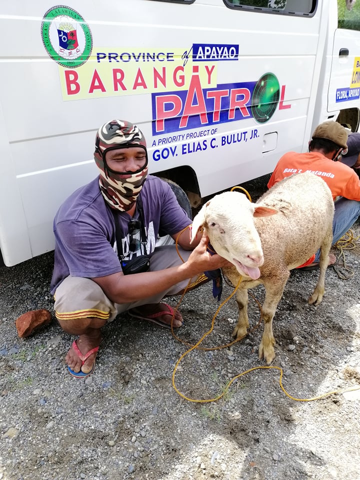 123 sheep distributed to Apayao farmers