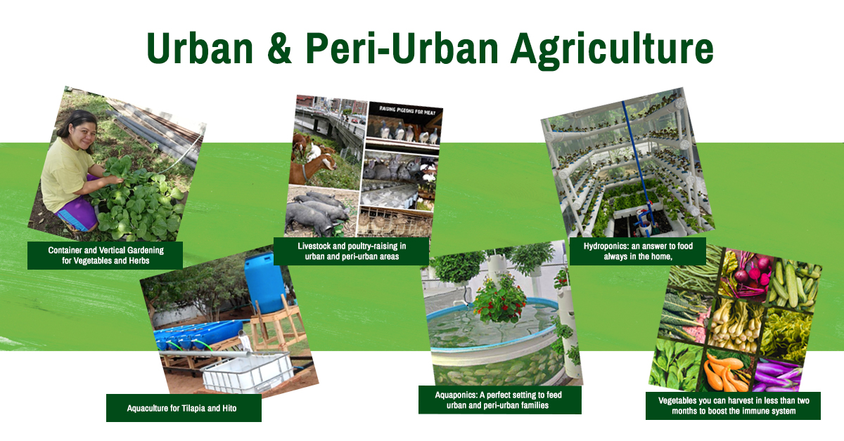 Urban and Peri-urban Agriculture: A Clever and Novel Way of Feeding a Conurbation