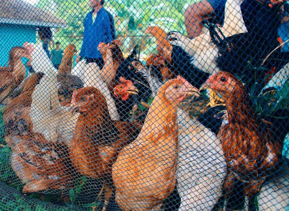 Abaca farmers in Agusan del Sur aided with backyard poultry project