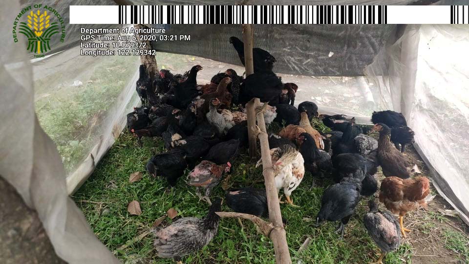 Free range chickens distributed to FAs in San Remigio, Antique