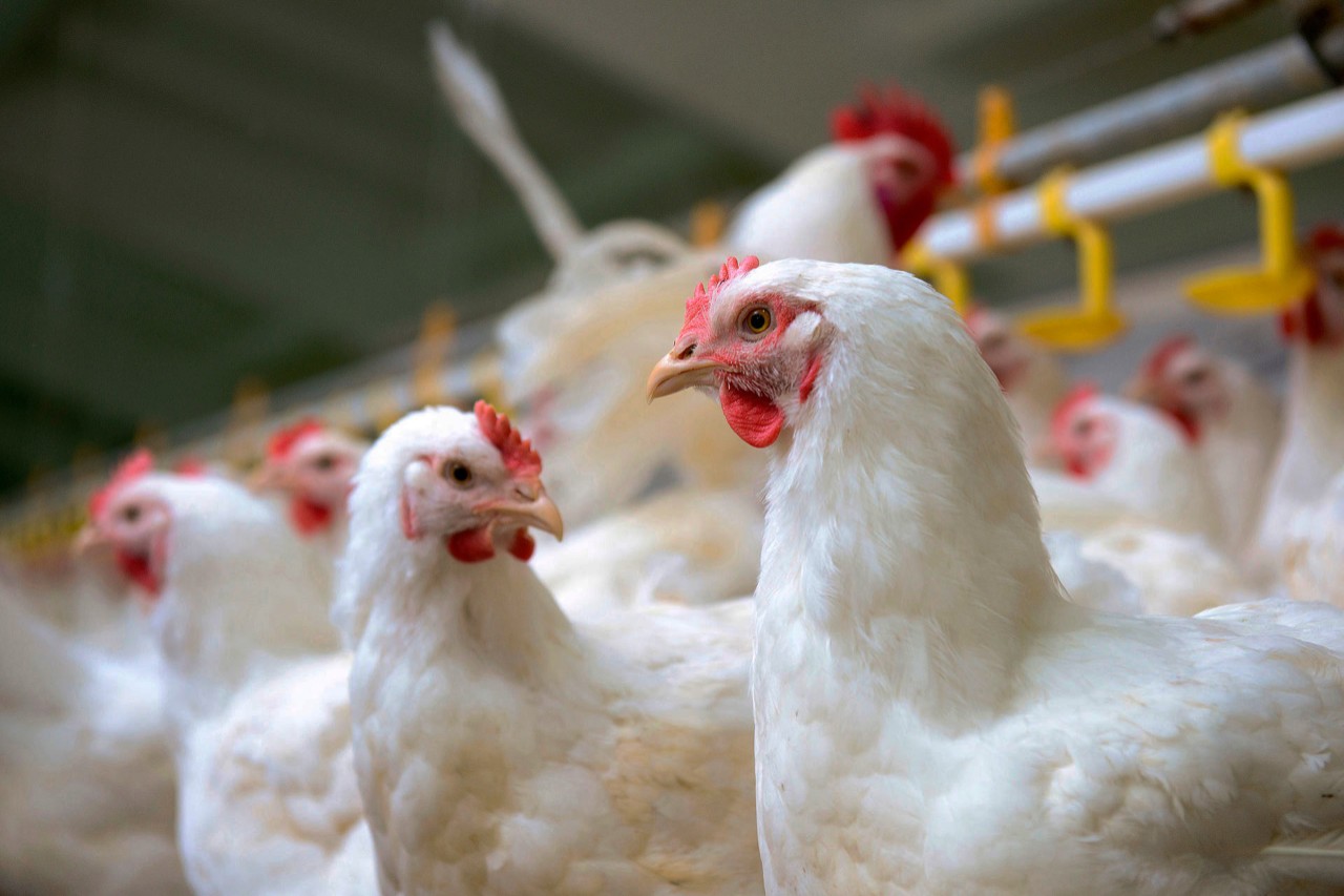Phl imposes temporary ban on chicken imports from Brazil