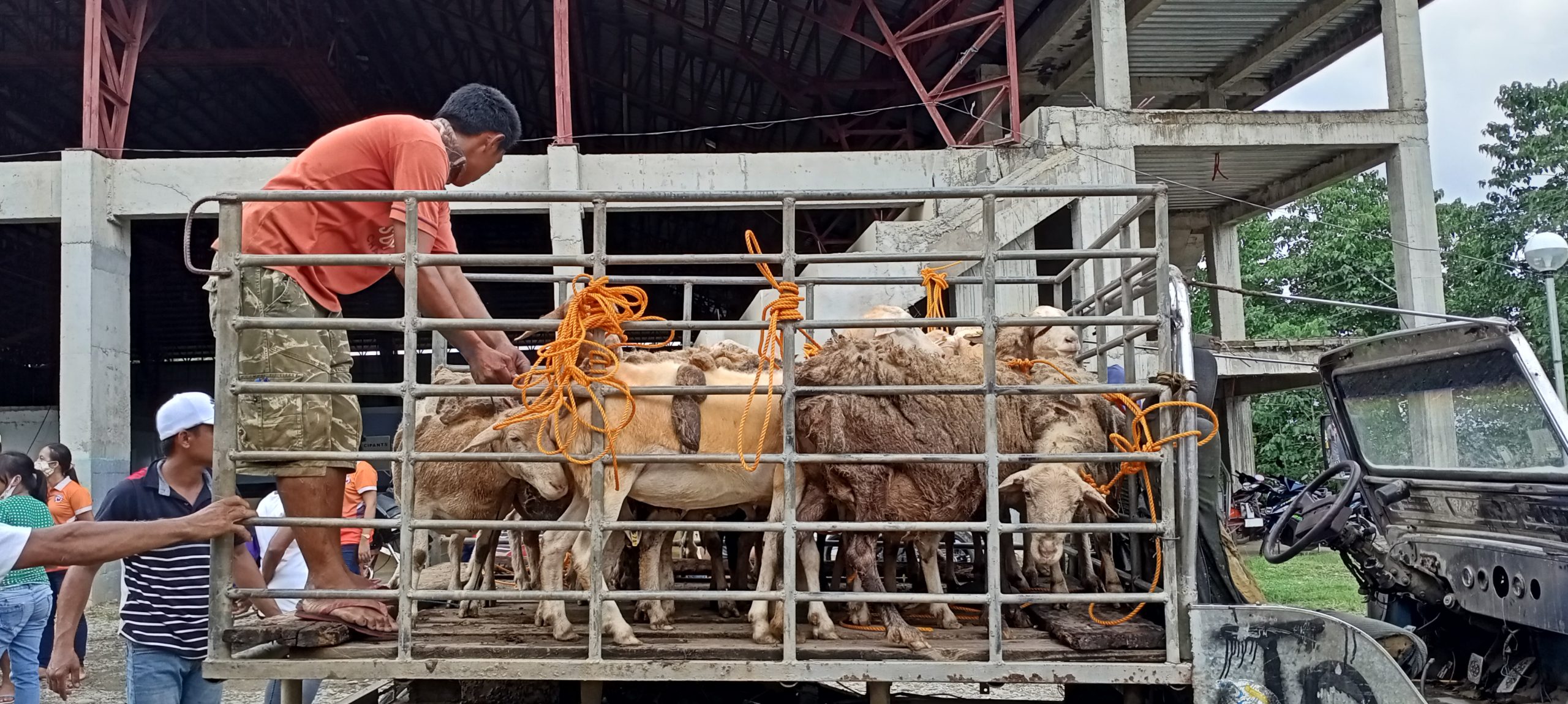 Php 2.6M worth of 137 sheep awarded to 60 Apayao farmers