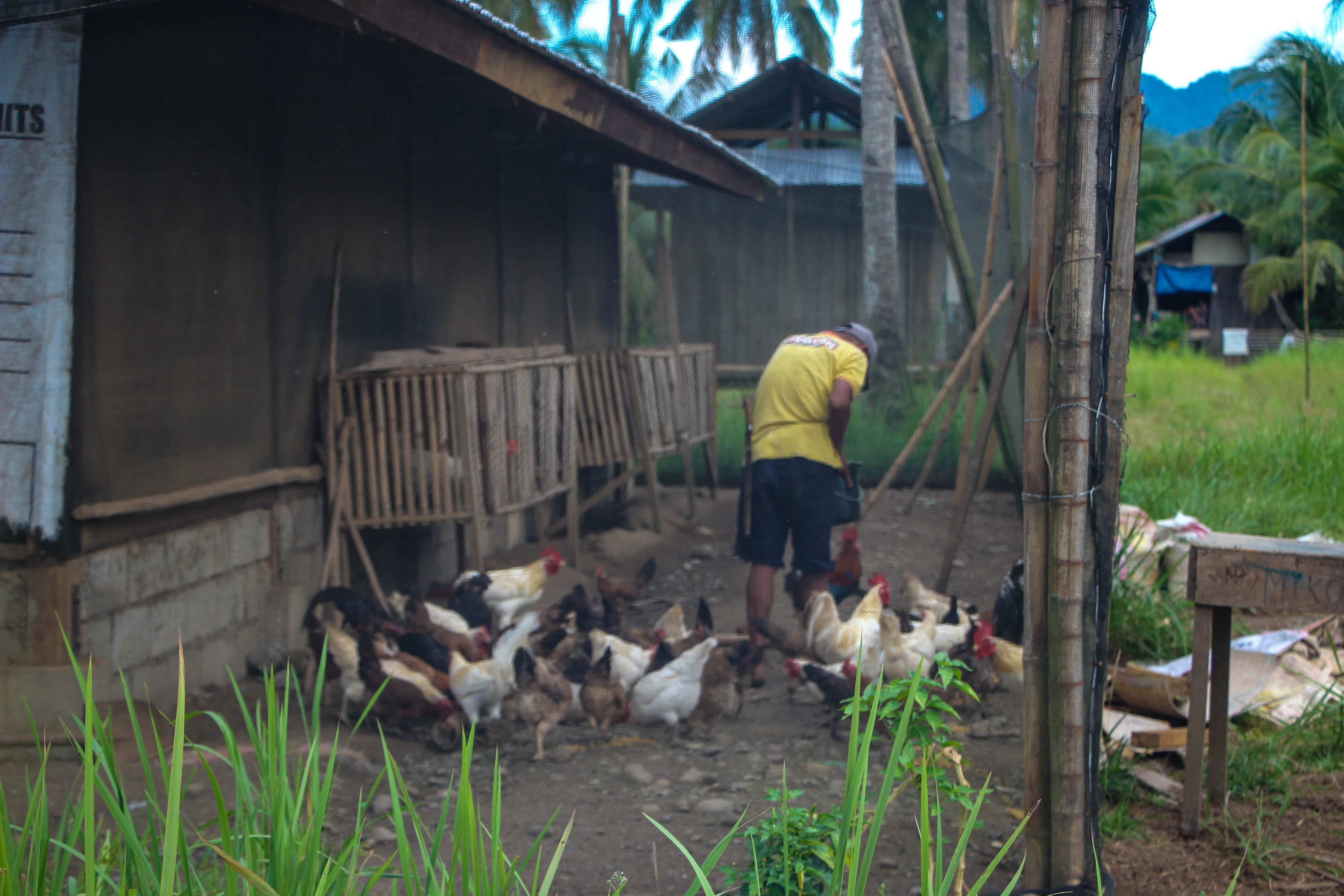 Crop and poultry production: A practical and sustainable livelihood