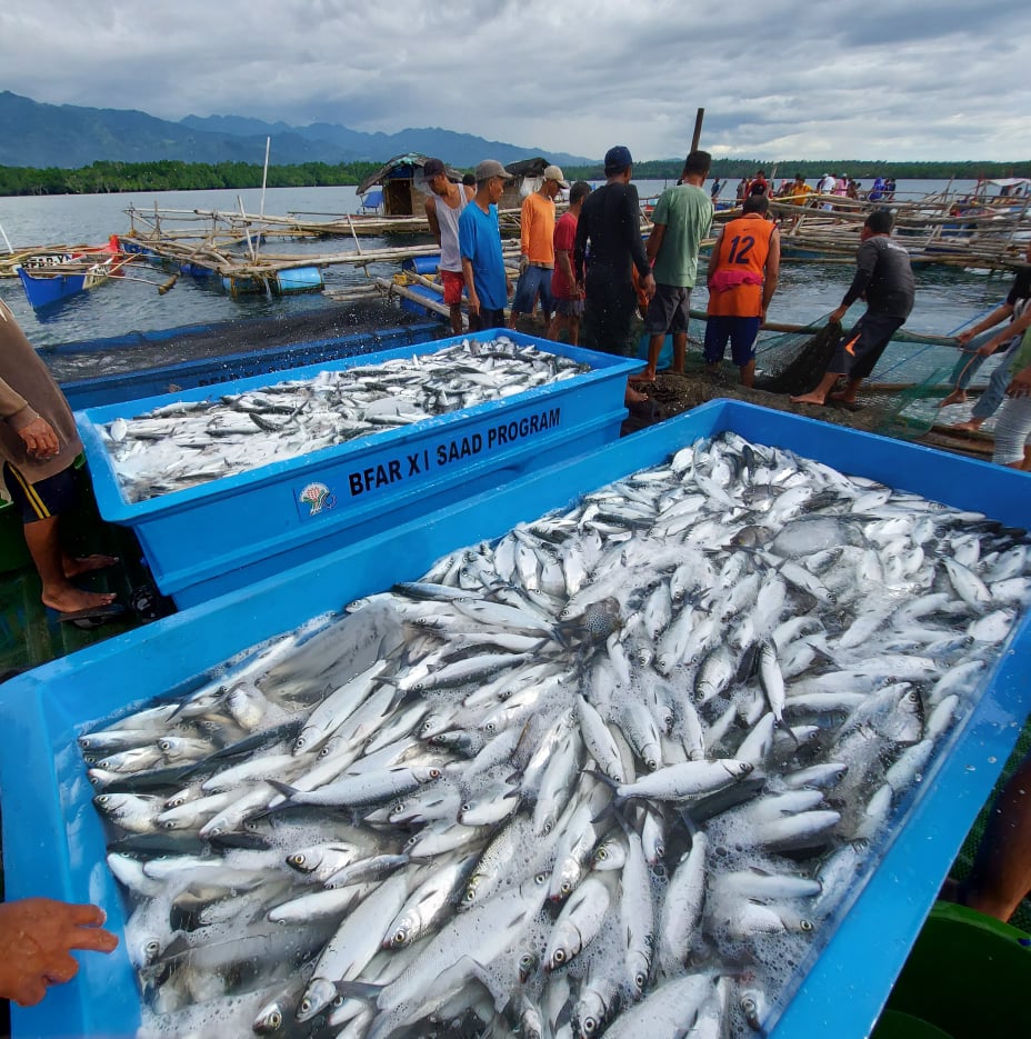 SAAD fisherfolk ups Davao de Oro’s aquaculture production before year ends