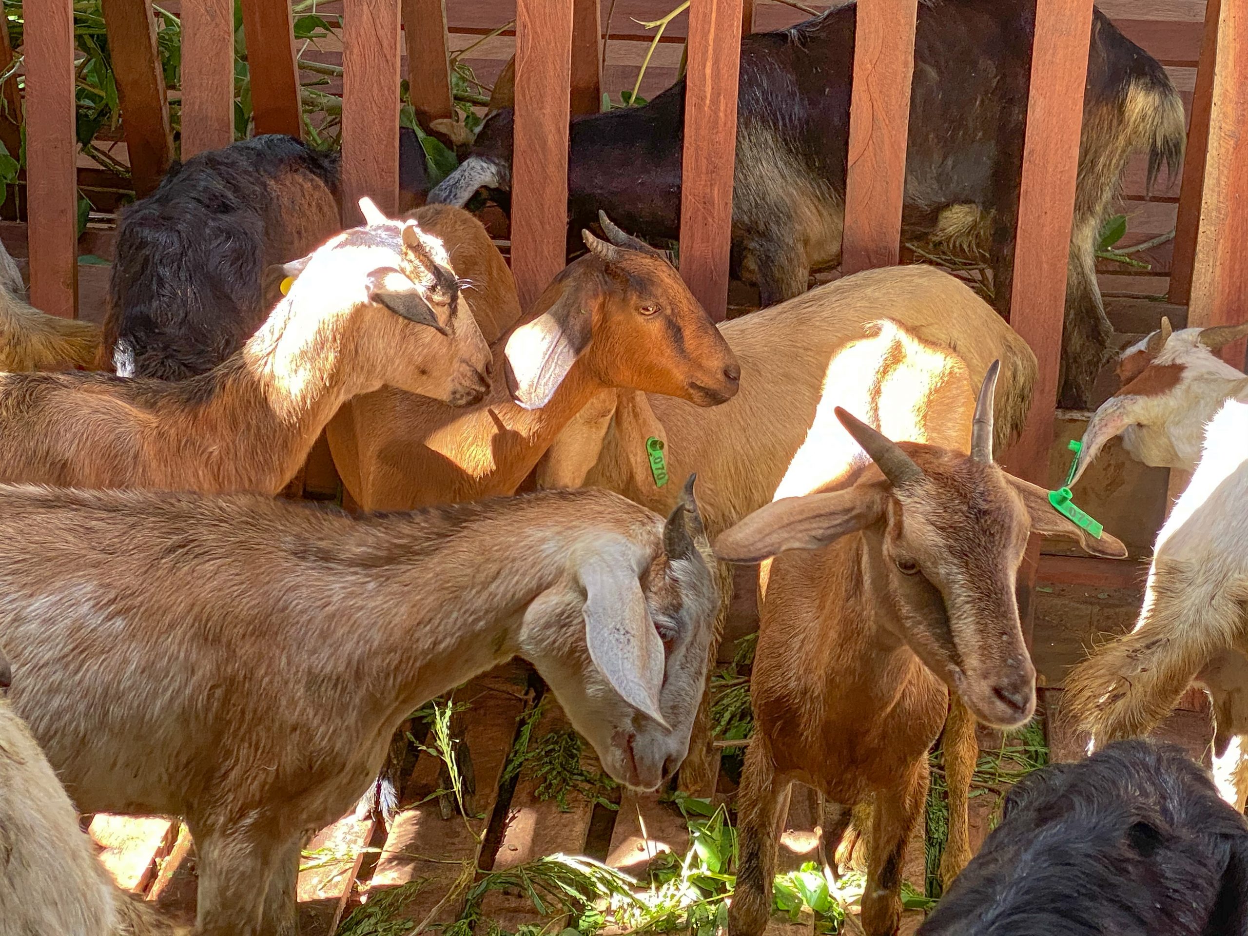 Goat production project culminates in Laak, Davao de Oro