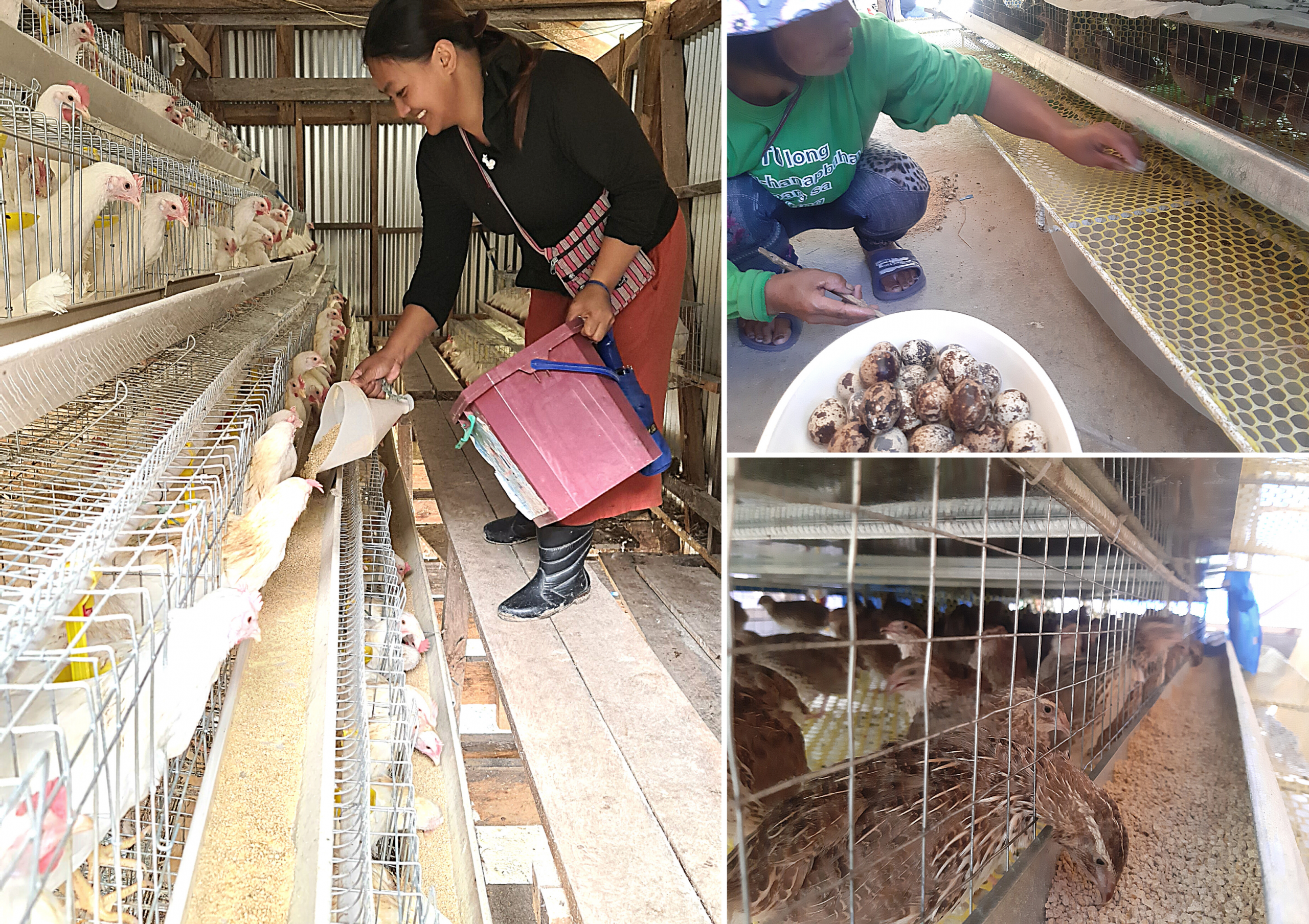 Mountain Province eyes CFA as lead quail and chicken egg distributor
