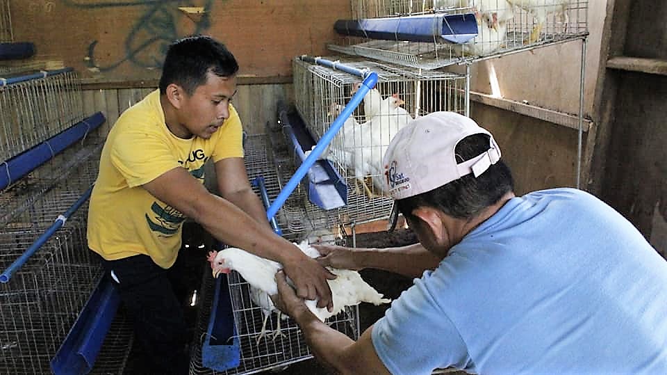 14,400 chickens distributed to Meranaw farmers