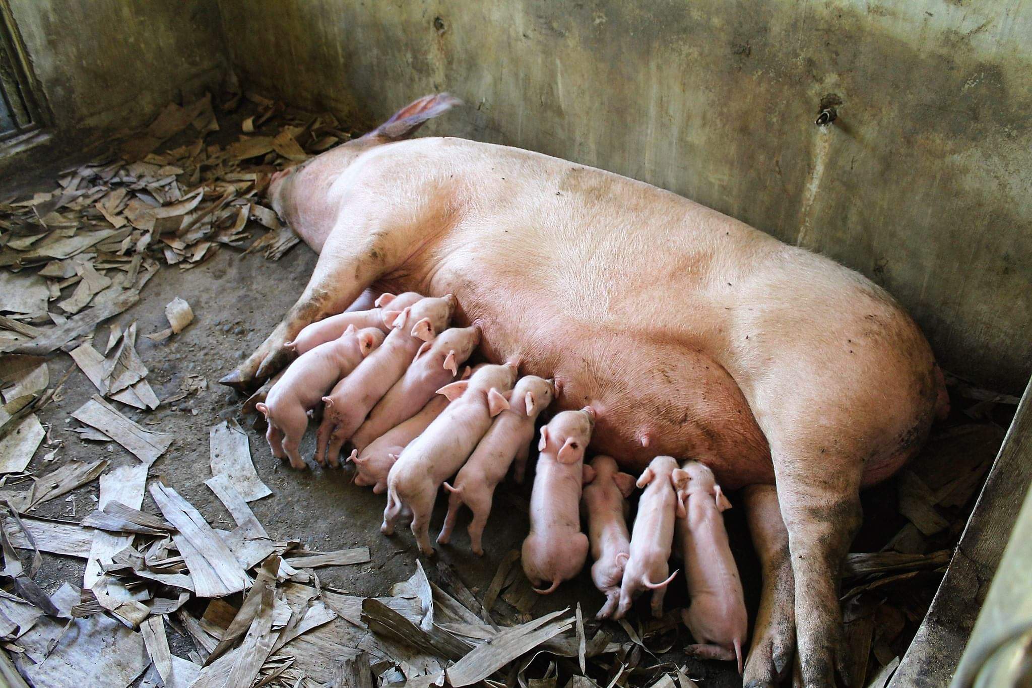 Jerome Madulin earns Php 32k from Swine Production Project