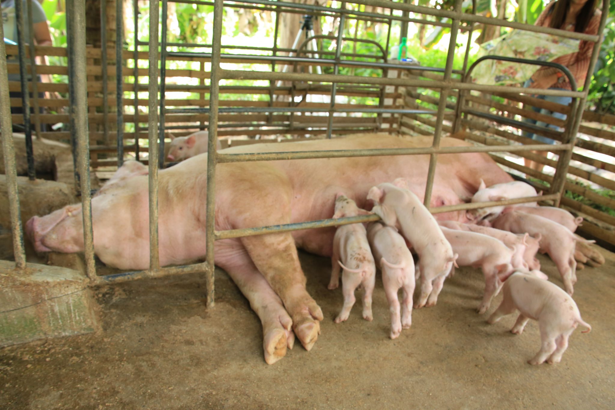 DA pursues measures to revive hog industry, reduce pork prices