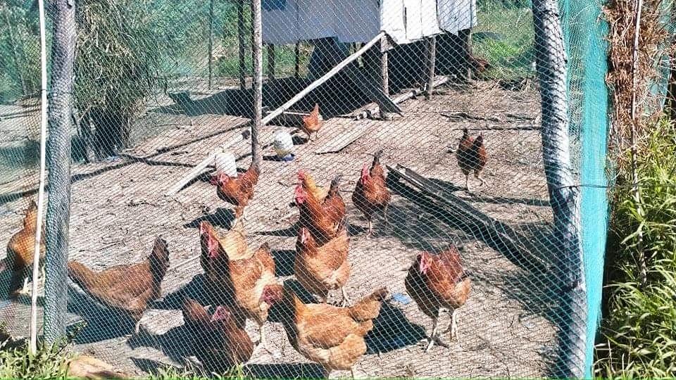 FAs earn Php 372k from SAAD’s Hubbard chicken production in Mountain Province