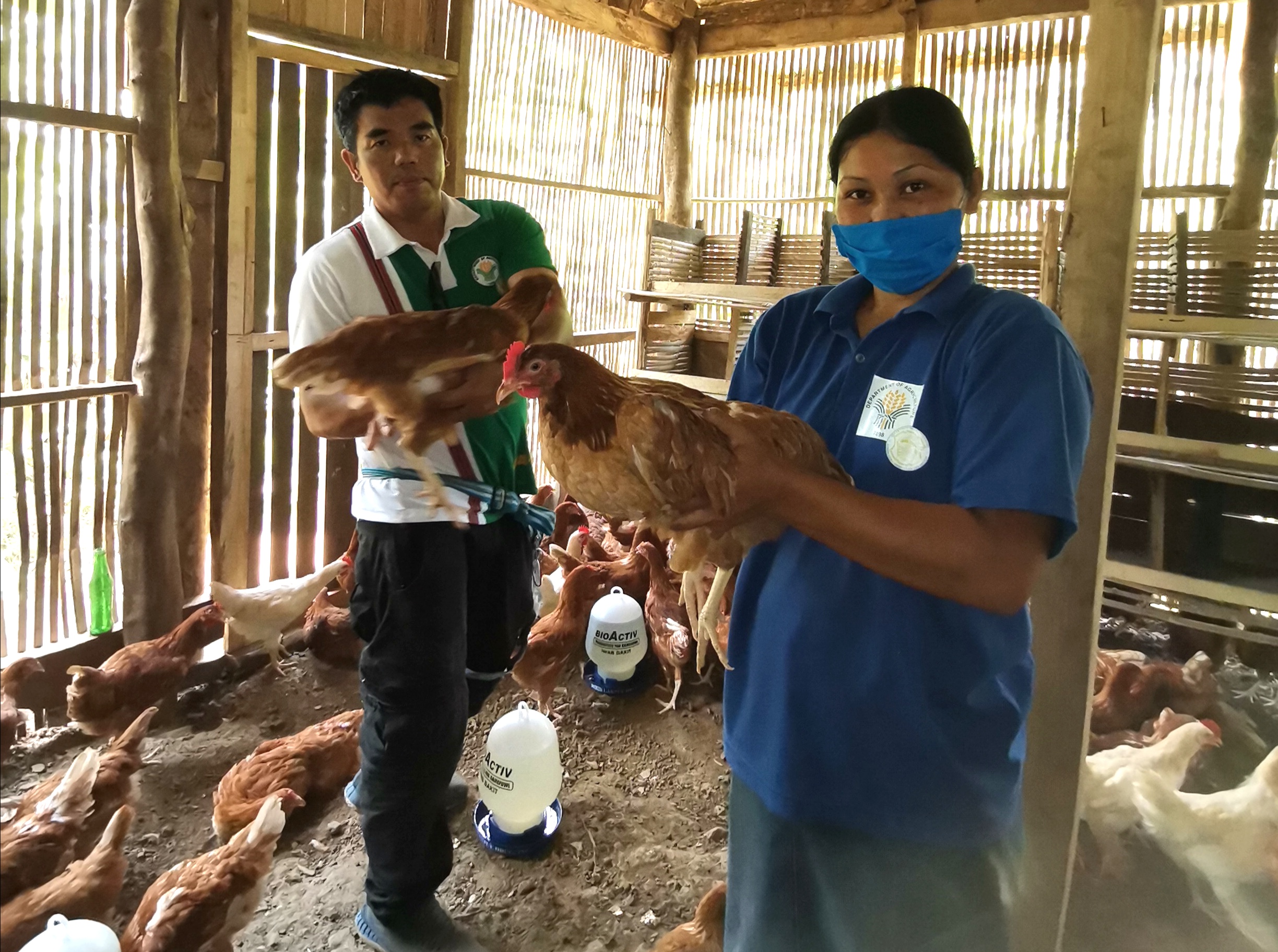 Chicken Multiplier Farm pilots in Kalinga