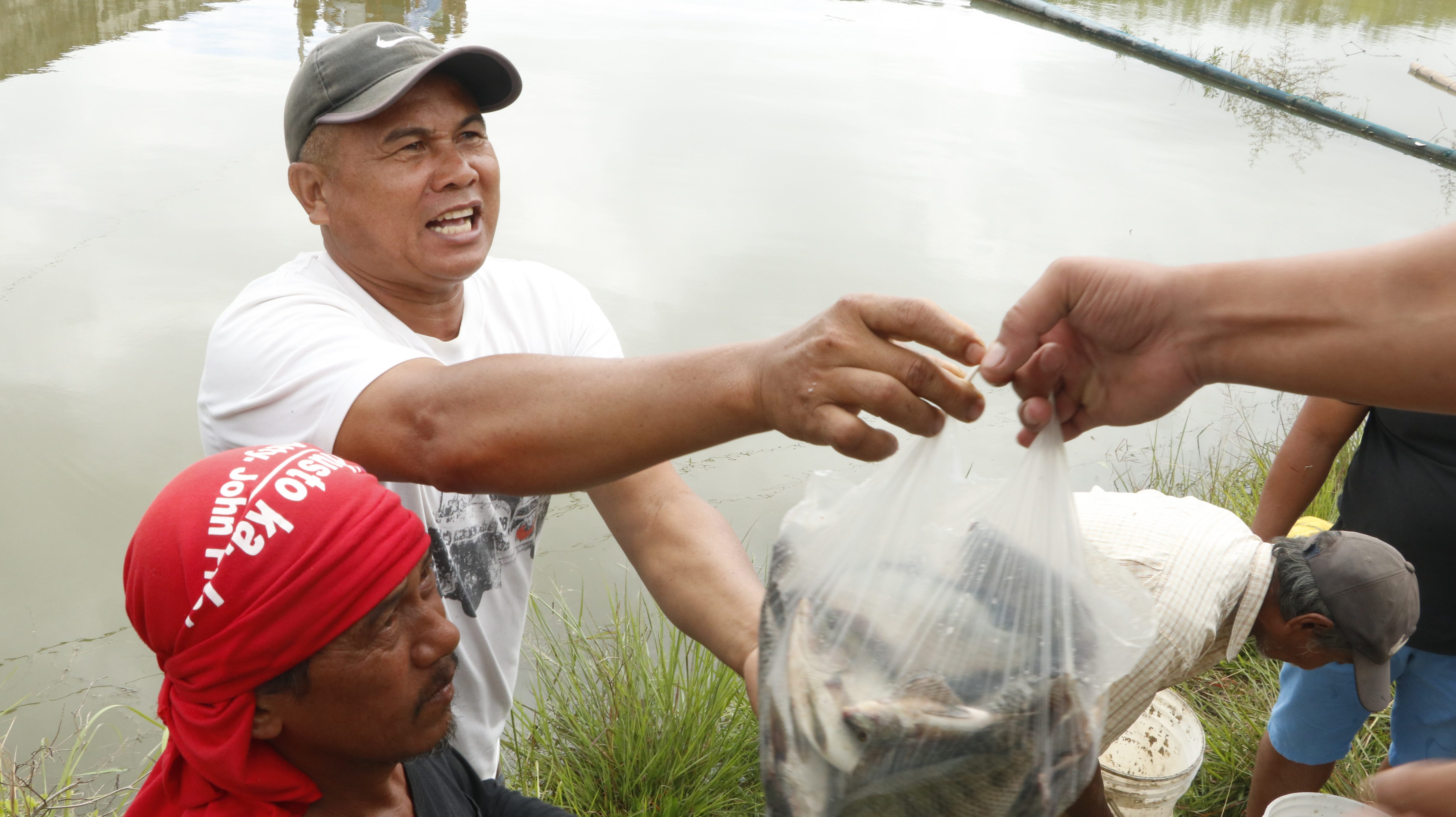 CASWIMBA earns Php 76k from tilapia production