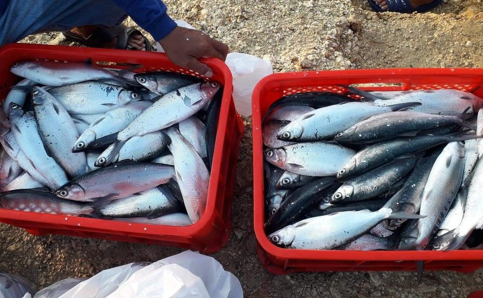 Bohol fisherfolk earn Php 117K worth from bangus project