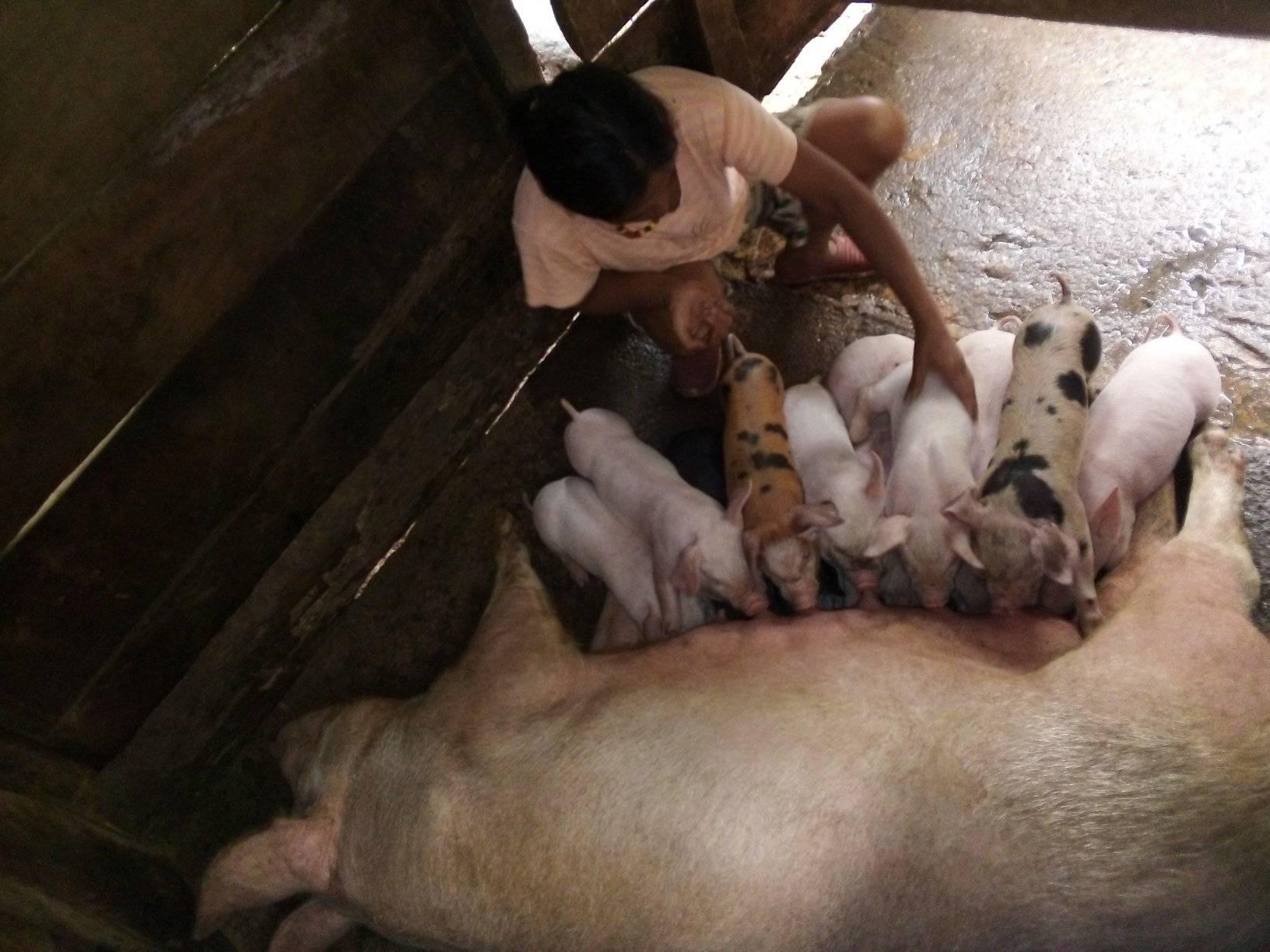Swine production flourishes in Balbalan, providing association Php 400K earnings