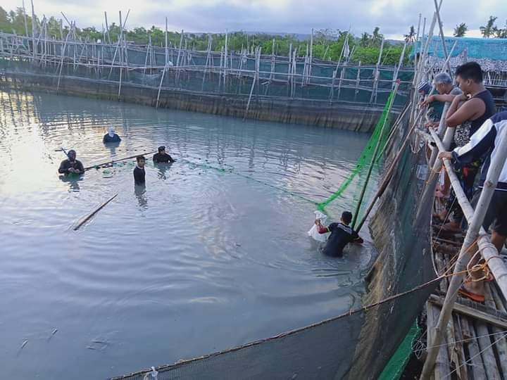 SAAD Siquijor fishers earn Php 167K from bangus project