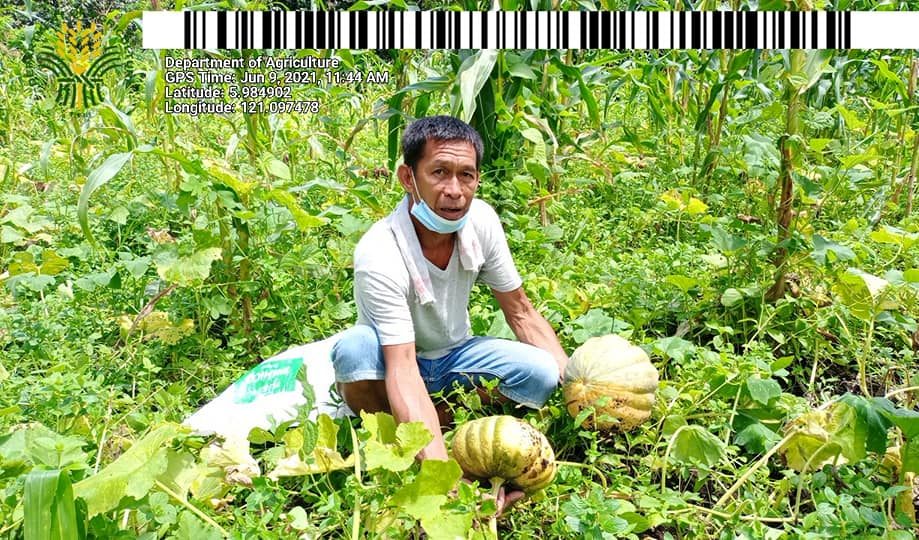 SAAD Sulu farmer harvests 2,500 squash worth Php 125K